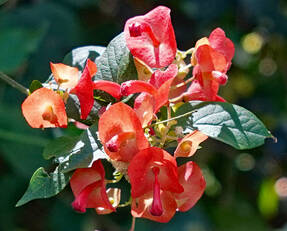 Холмшельдия кроваво-красная, форма с красными цветками
