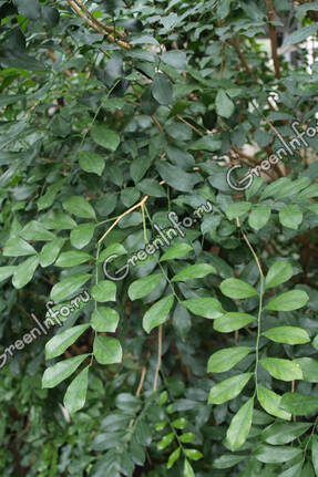 Муррайя метельчатая (Murraya paniculata)