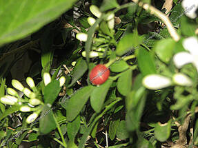 Муррайя метельчатая (Murraya paniculata)