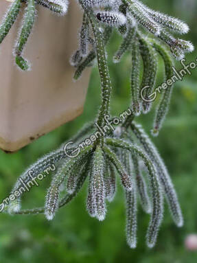 Рипсалис ягодоносный, подвид ужасный (Rhipsalis baccifera ssp. horrida)