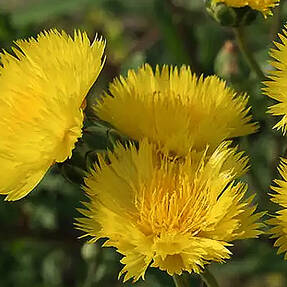 Амбербоа мускусная с желтыми цветками