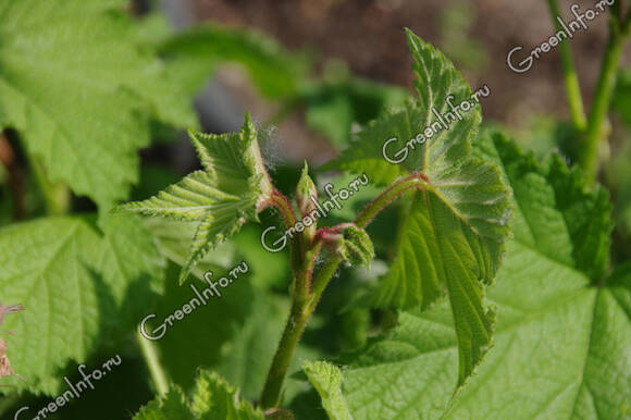 Малина душистая (Rubus odoratus) имеет ароматные железистые стебли