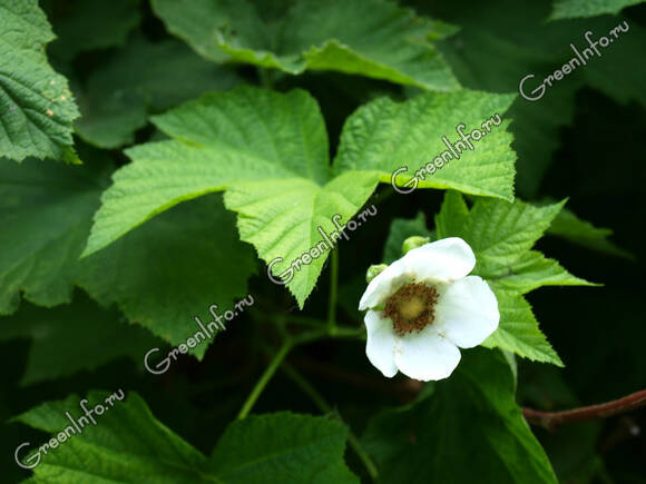 Малина душистая (Rubus odoratus), белоцветковая форма Albus