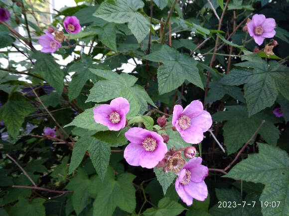 Малина душистая (Rubus odoratus)
