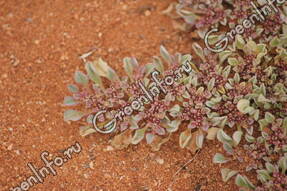 Galenia sarcophylla