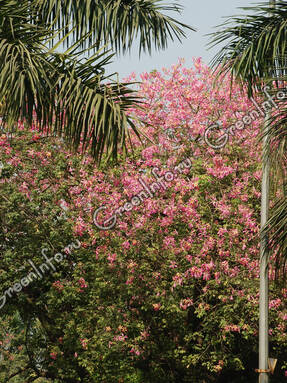 Сейба великолепная (Ceiba speciosa)