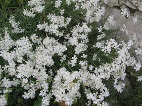 Ясколка крупноцветковая (Cerastium grandiflorum) 
