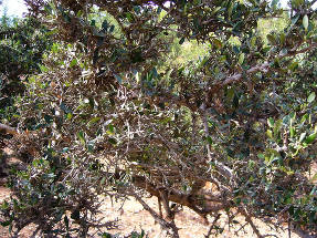 Аргания колючая (Argania spinosa)