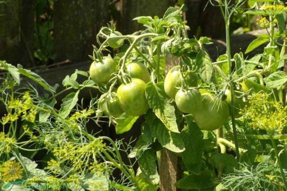 Плодоносящие томаты