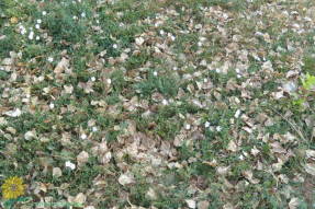 Газоны усыпаны сухой листвой тополей