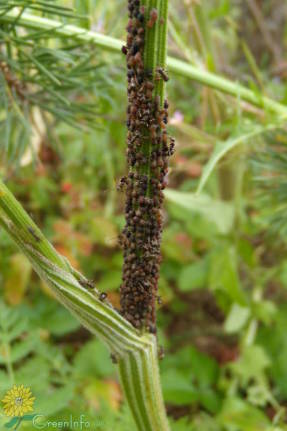 Колония тли и муравьи-хозяева