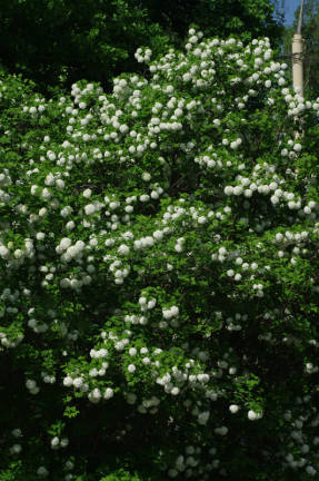 Калина обыкновенная Бульденеж (Roseum), обильное цветение