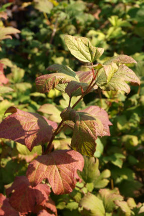 Калина обыкновенная Бульденеж (Roseum), осенняя окраска листвы