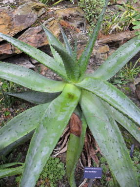 Алоэ Марлота (Aloe marlotii)