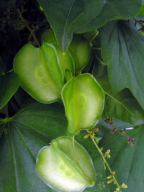 Диоскорея ниппонская (Dioscorea nipponica) плоды