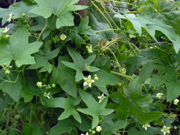 Бриония двудомная (Bryonia dioica), цветение