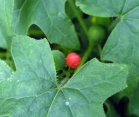 Бриония двудомная (Bryonia dioica), плоды