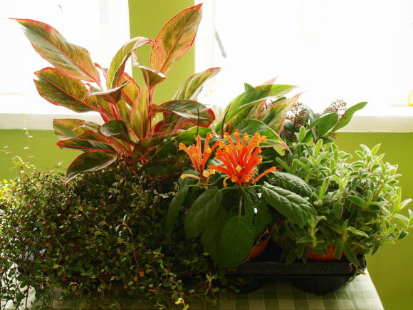 Скутеллярия костариканская с другими растениями