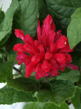 Скутеллярия костариканская (Scutellaria costaricana)