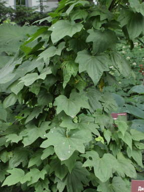 Диоскорея ниппонская (Dioscorea nipponica)