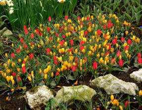 Крокусы с ботаническими тюльпанами