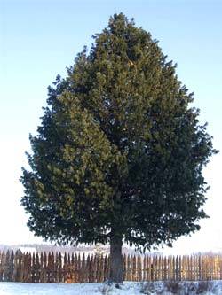 Сосна кедровая сибирская (Pinus sibirica)