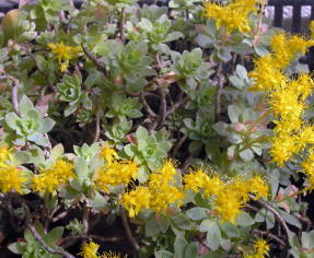 Sedum compressum цветет традиционными для седумов некрупными желтыми цветками