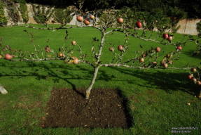 Раушем. Шпалерная яблоня в огороженном саду
