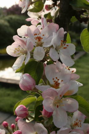 Цветение колонновидной яблони