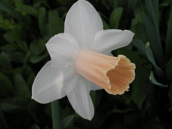 Нарциссы — цветы весны: как сажать и ухаживать