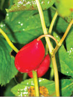Ноголист шеститычинковый (Podophyllum hexandrum)