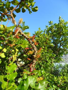 Рожковое дерево (Ceratonia siliqua)
