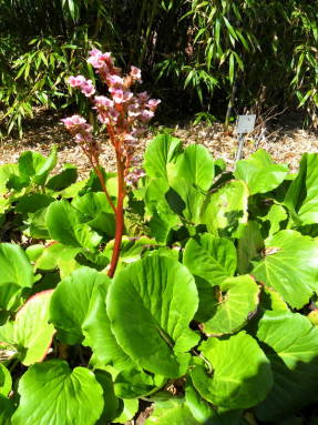 Бадан сердцелистный (Bergenia cordofolia)