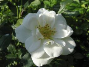 Роза парковая Blanc Double de Courbet