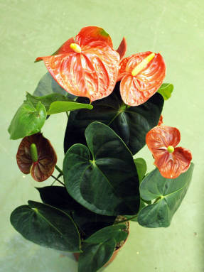 Антуриум Андрэ (Anthurium andreanum) 