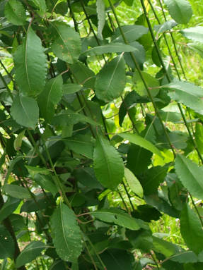 Ива козья (Salix caprea) Pendula