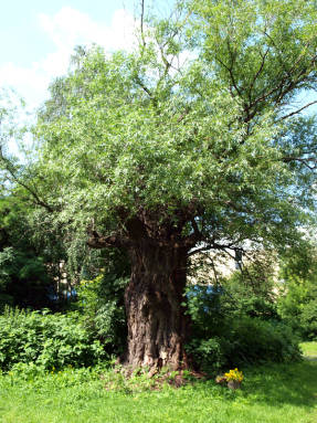 Ива ломкая (Salix fragilis)