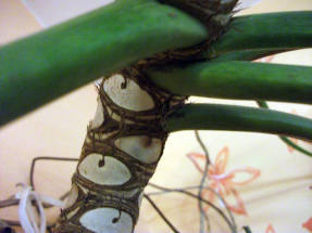 Филодендрон двоякоперистый (Philodendron bipinnatifidum)