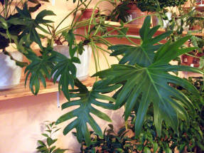 Филодендрон Ксанаду (Philodendron xanadu)