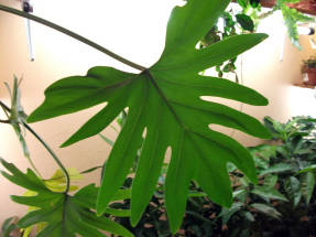 Филодендрон Ксанаду, взрослый лист