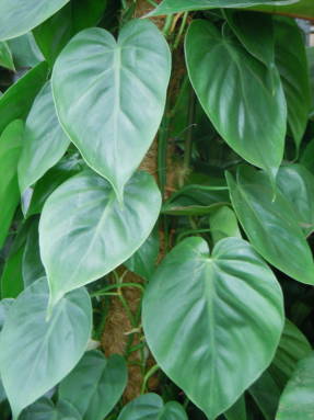 Филодендрон плющевидный (Philodendron hederaceum)