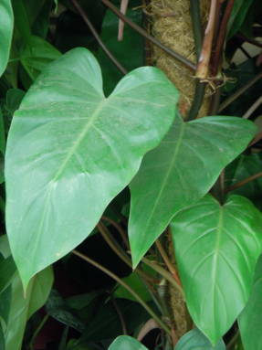 Филодендрон краснеющий (Philodendron erubescens)