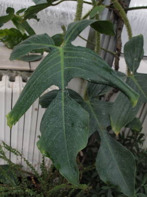 Филодендрон чешуеносный (Philodendron squamiferum)