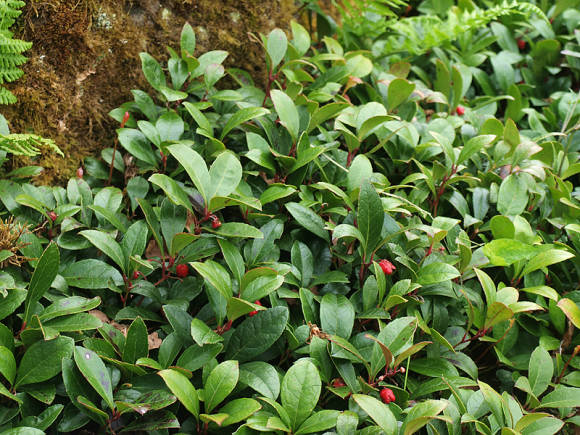Гаультерия лежачая (Gaultheria procumbens)