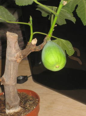 Инжир, или фикус карика (Ficus carica)