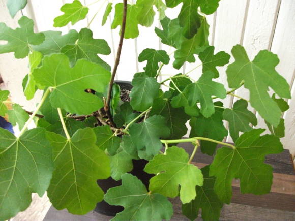Инжир, или фикус карика (Ficus carica)
