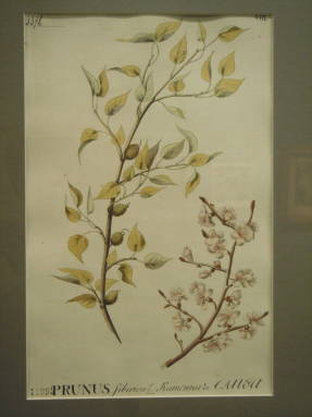 Prunus Chamaecerasus.
Вишня степная.
Изд. Паллас 