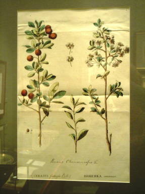 Prunus Sibirica.
Абрикос даурский (сибирский).
Изд. Паллас 