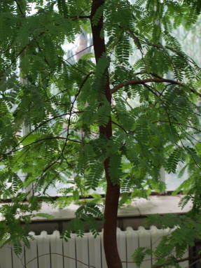 Тамаринд индийский (Tamarindus indica)