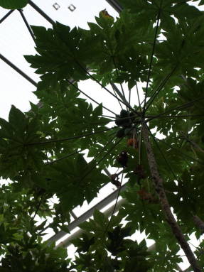 Папайя (Carica papaya)